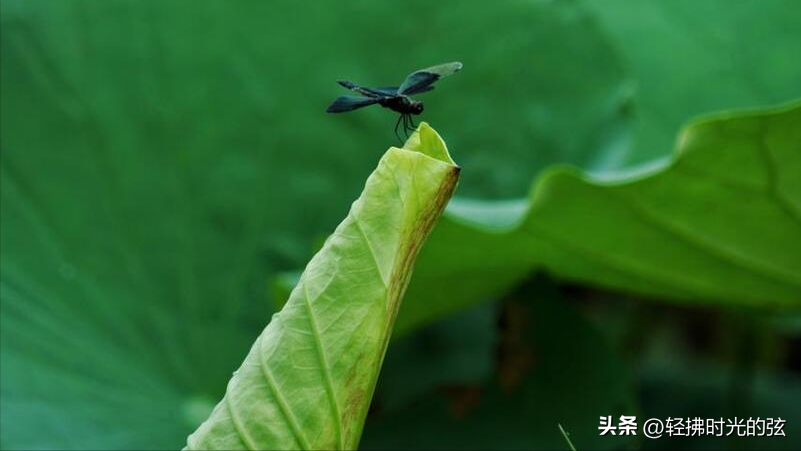 蛙声唯美诗词大全（8首夏夜蛙声诗词）