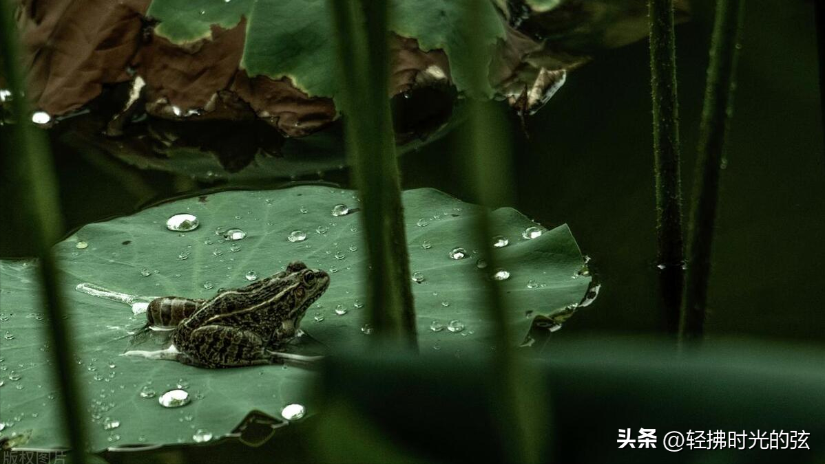 蛙声唯美诗词大全（8首夏夜蛙声诗词）