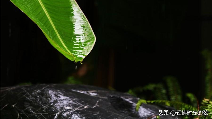 芭蕉唯美诗词大全（8首芭蕉诗词）