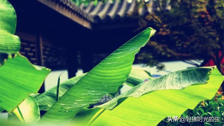 芭蕉唯美诗词大全（8首芭蕉诗词）