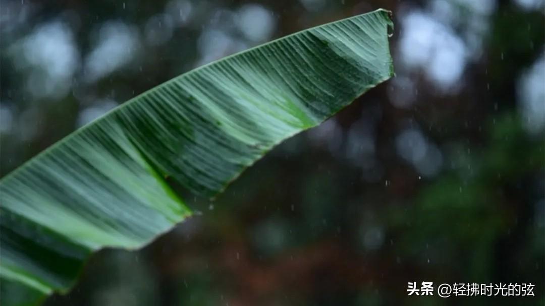 芭蕉唯美诗词大全（8首芭蕉诗词）