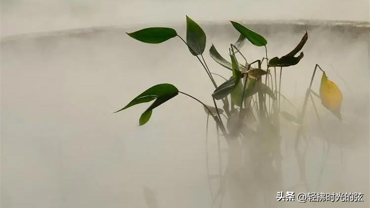 白居易唯美诗词佳句（白居易经典名篇16首）