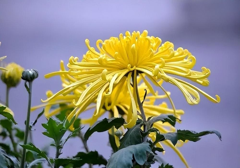 重阳节登高，菊花须插满头归（菊花诗歌十大名句）