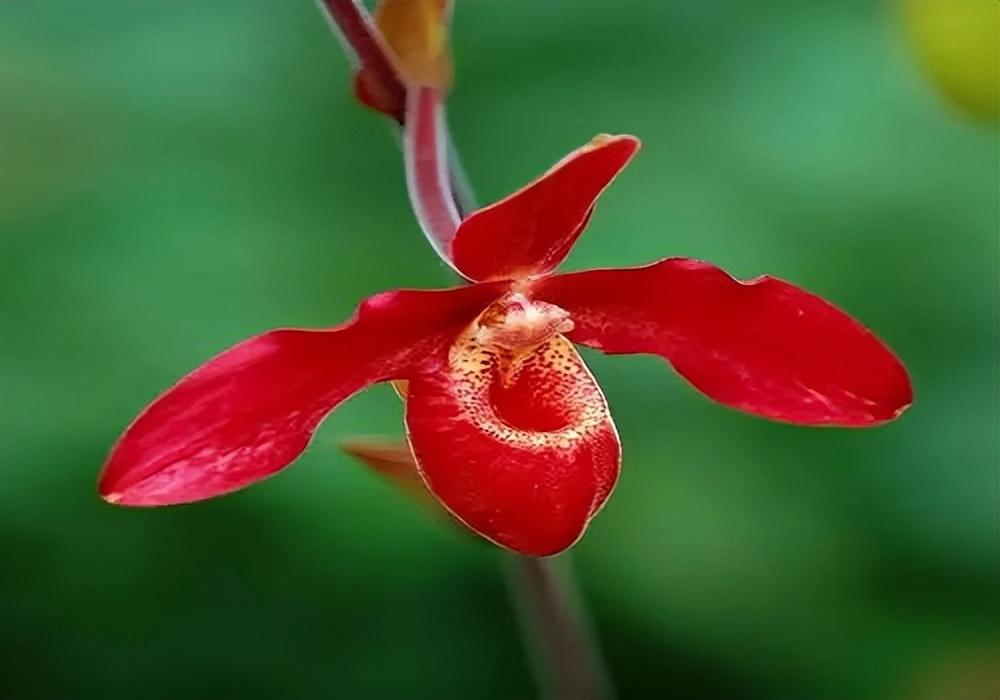 凤仙花唯美古诗大全（10首凤仙花诗词）