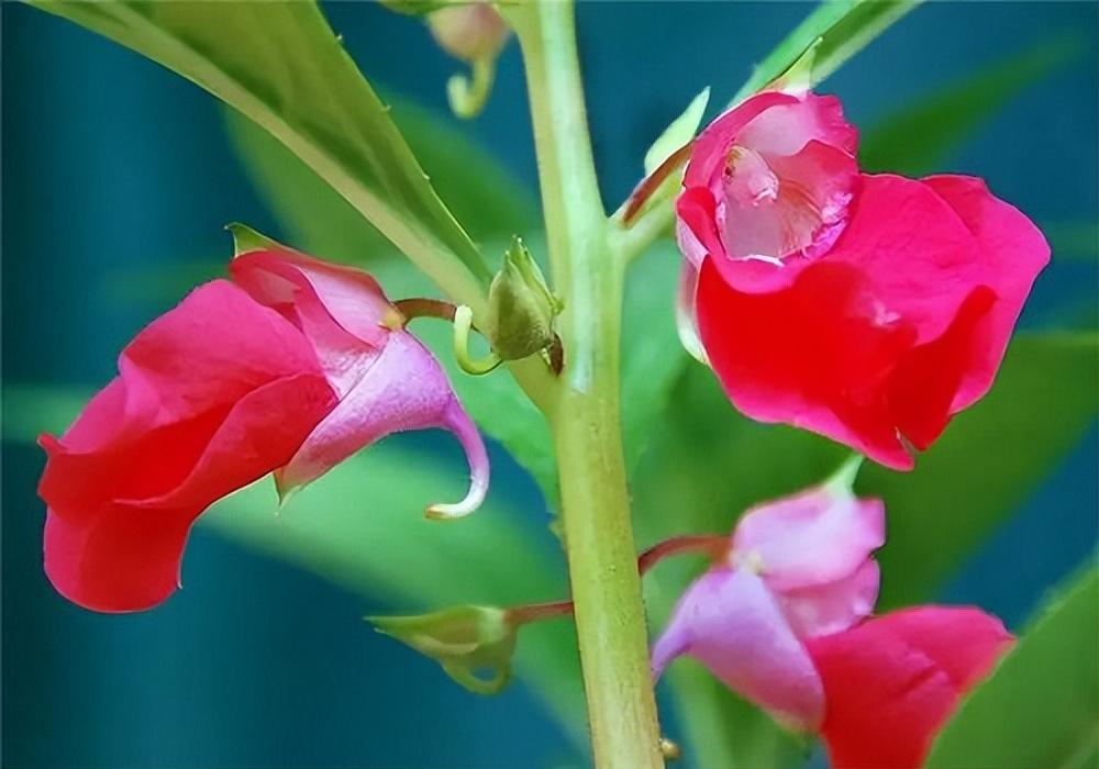 凤仙花唯美古诗大全（10首凤仙花诗词）