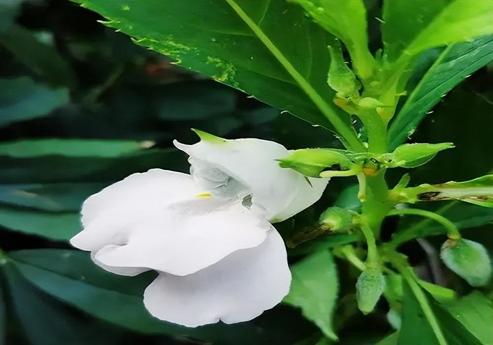 凤仙花唯美古诗大全（10首凤仙花诗词）