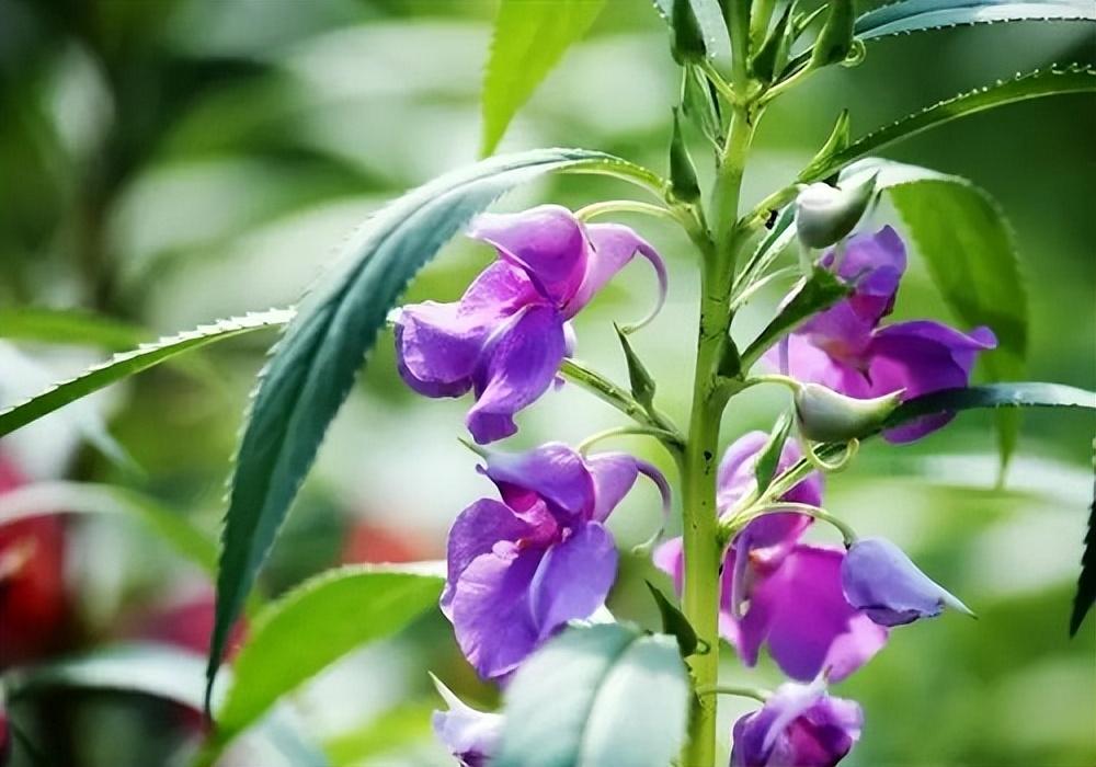 凤仙花唯美古诗大全（10首凤仙花诗词）