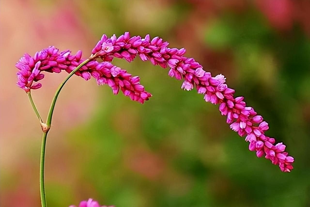 蓼花唯美古诗有哪些（十六首蓼花诗歌赏析）