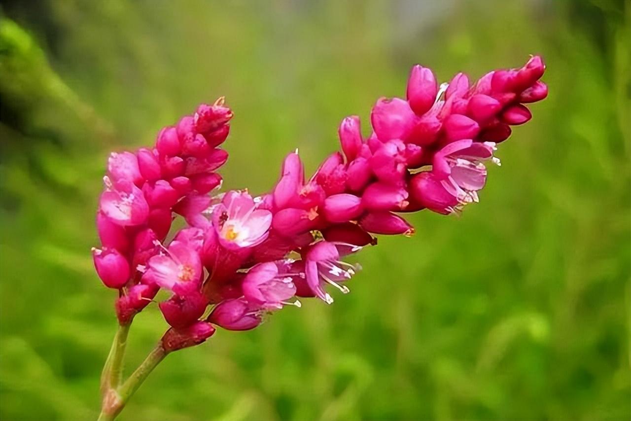 蓼花唯美古诗有哪些（十六首蓼花诗歌赏析）