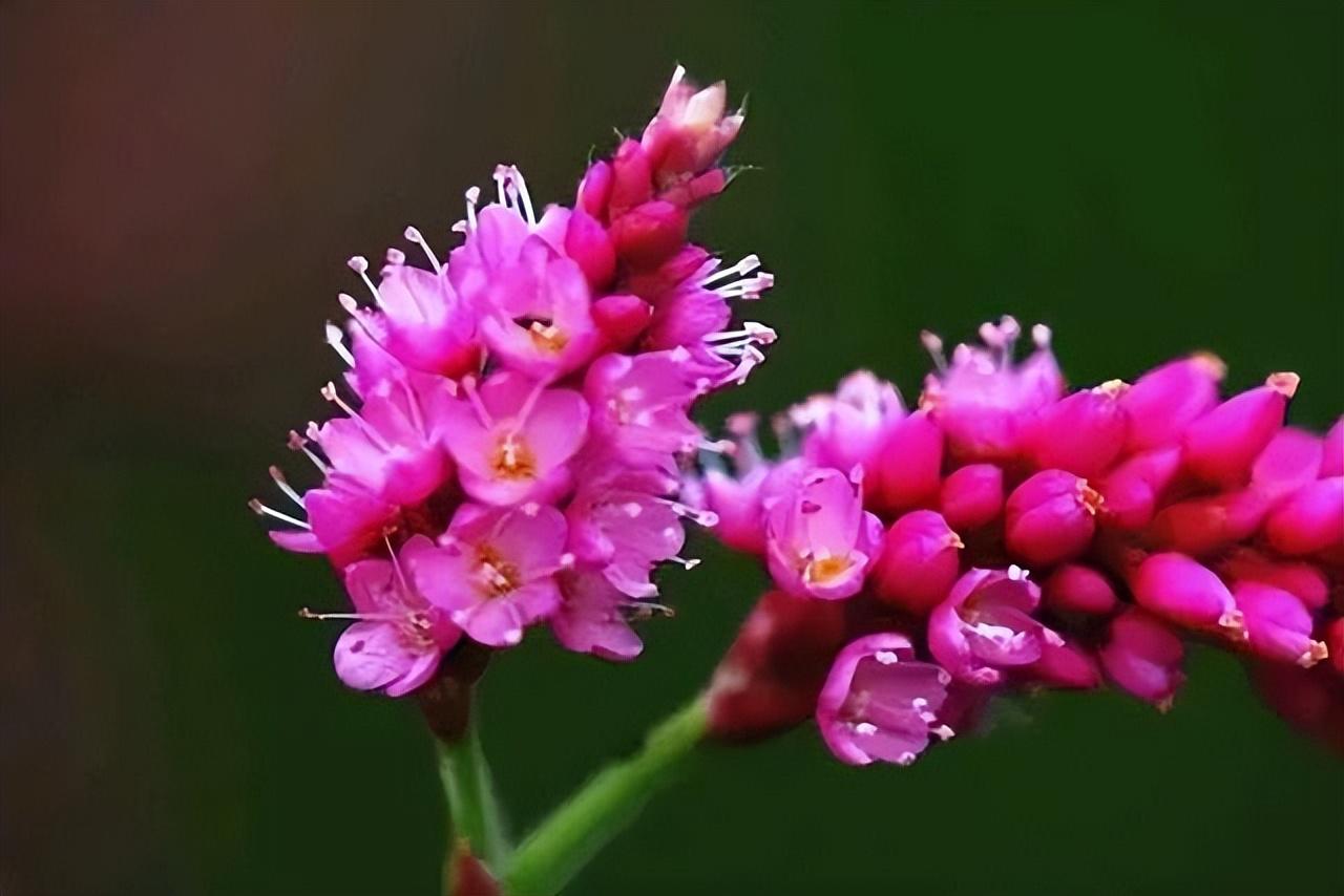 蓼花唯美古诗有哪些（十六首蓼花诗歌赏析）