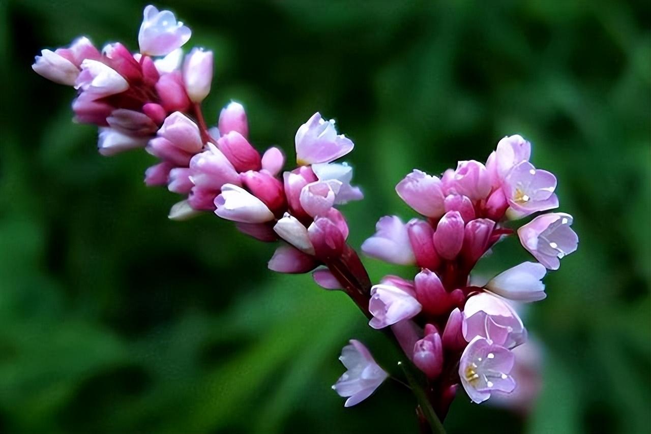 蓼花唯美古诗有哪些（十六首蓼花诗歌赏析）