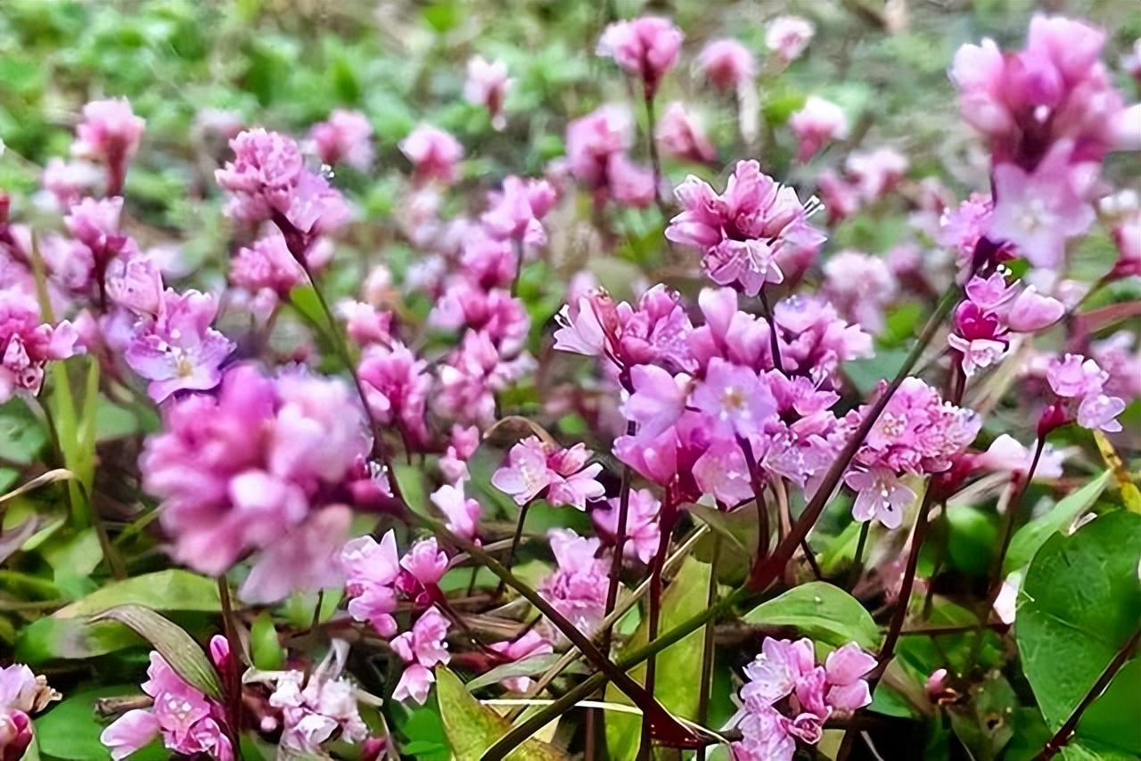 蓼花唯美古诗有哪些（十六首蓼花诗歌赏析）