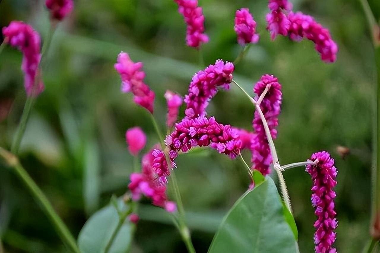 蓼花唯美古诗有哪些（十六首蓼花诗歌赏析）