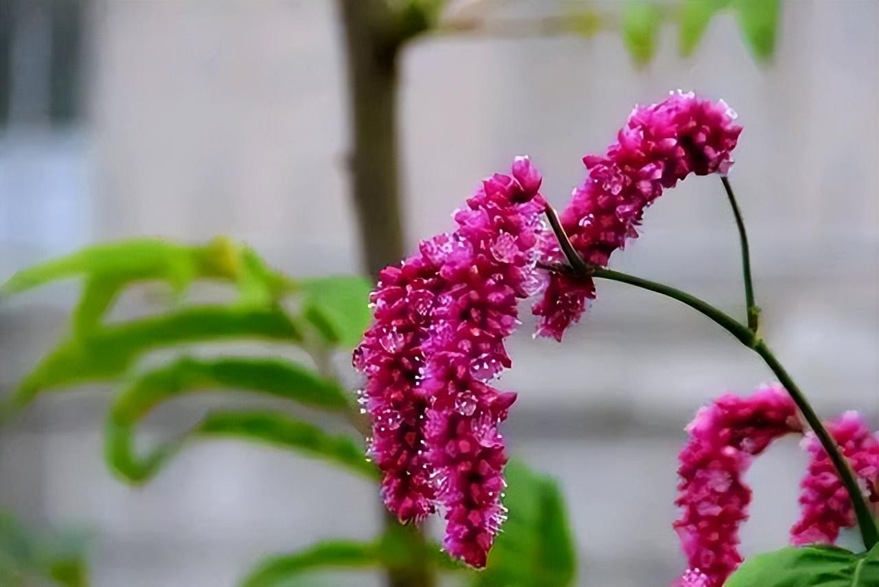 蓼花唯美古诗有哪些（十六首蓼花诗歌赏析）