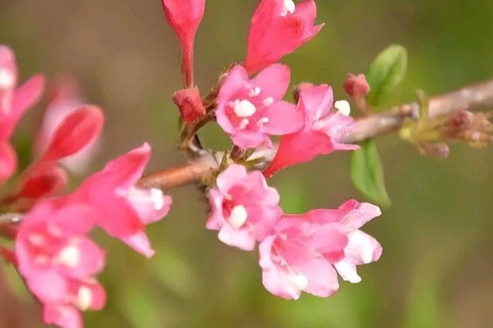 锦带花唯美古诗大全（锦带花古诗词八首）