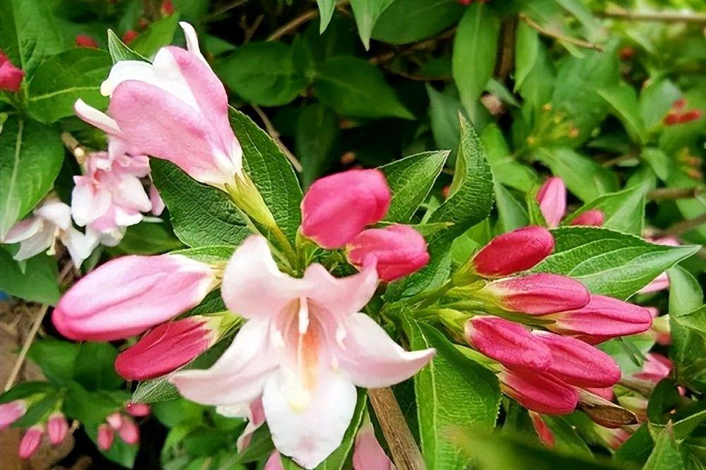 锦带花唯美古诗大全（锦带花古诗词八首）