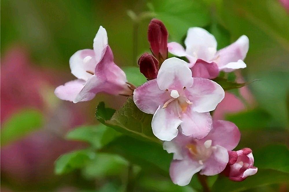 锦带花唯美古诗大全（锦带花古诗词八首）