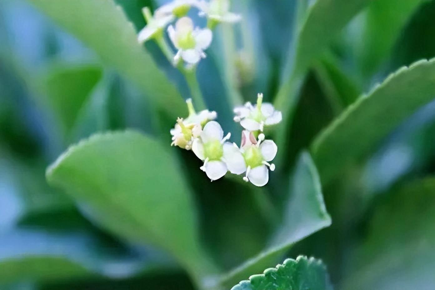 冬青花唯美古诗大全（八首冬青花古诗句）