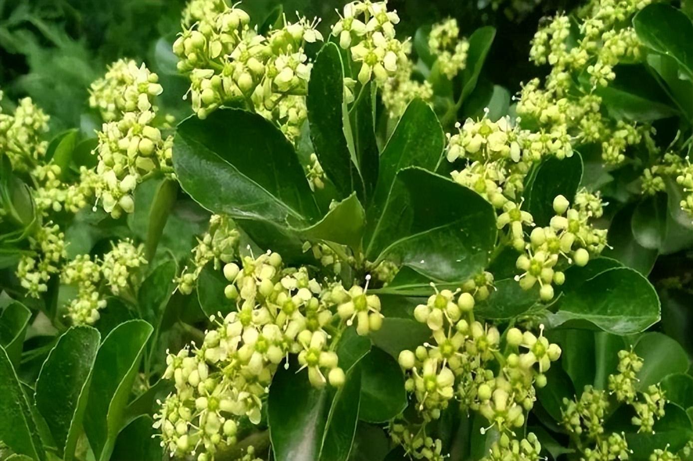 冬青花唯美古诗大全（八首冬青花古诗句）