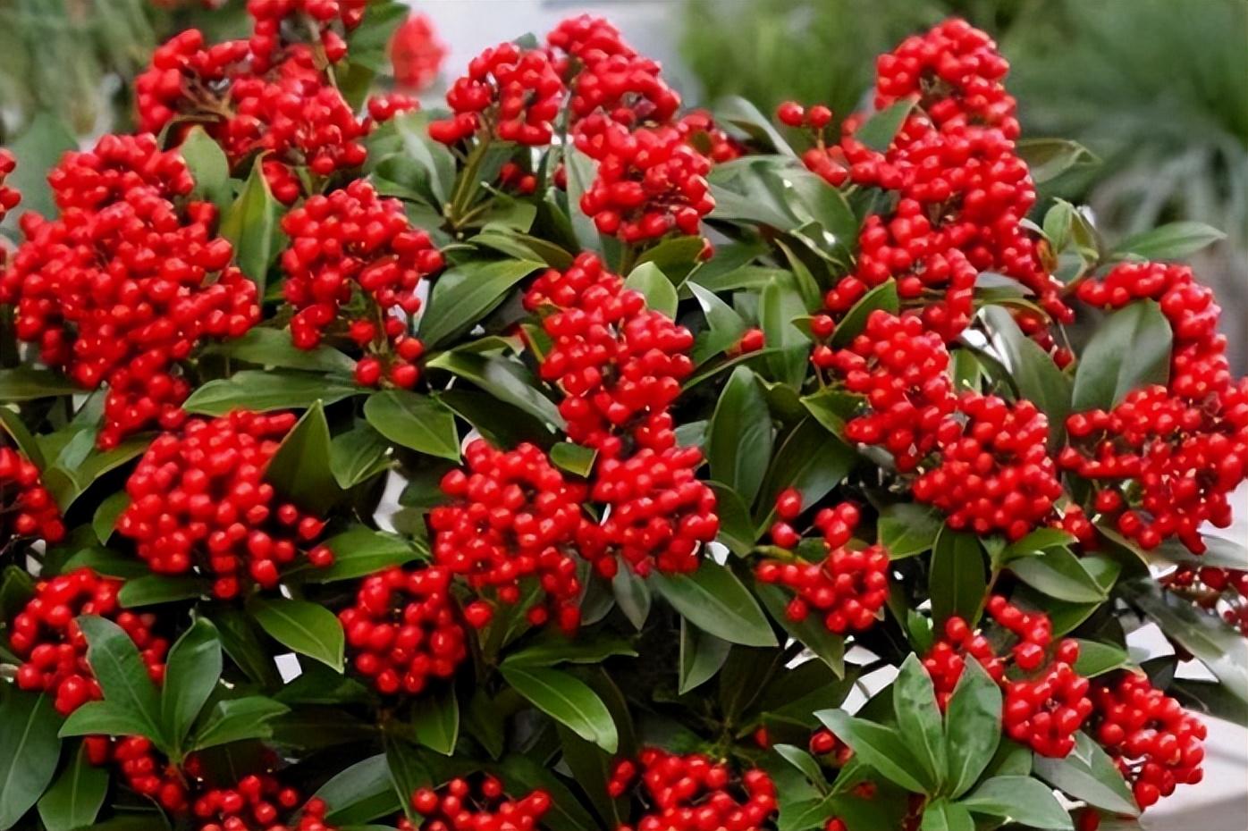 冬青花唯美古诗大全（八首冬青花古诗句）