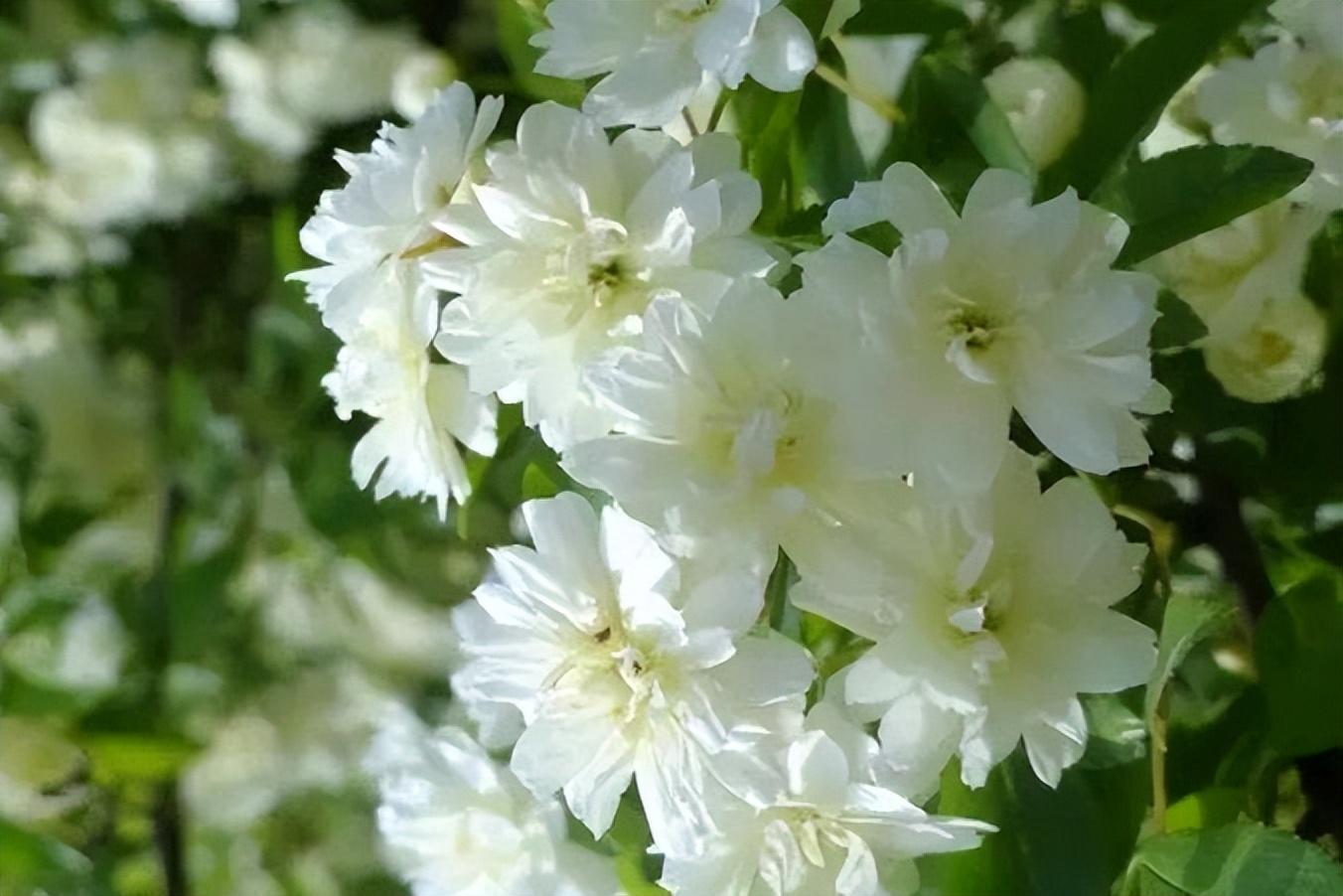 木香花唯美古诗鉴赏（八首木香花古诗句）