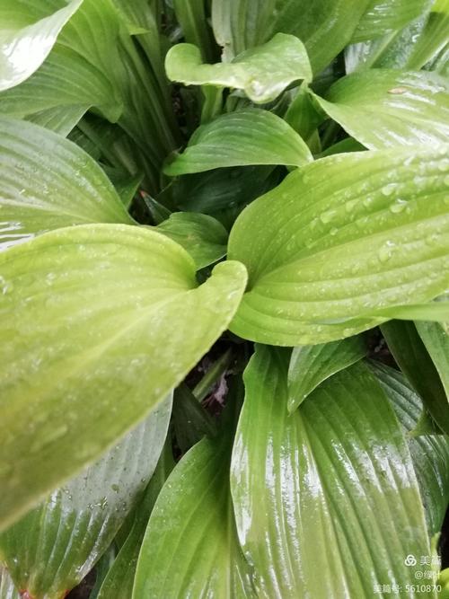 有关静心听雨的经典唯美句子的短句摘抄（美丽雨季里的静谧与美好）