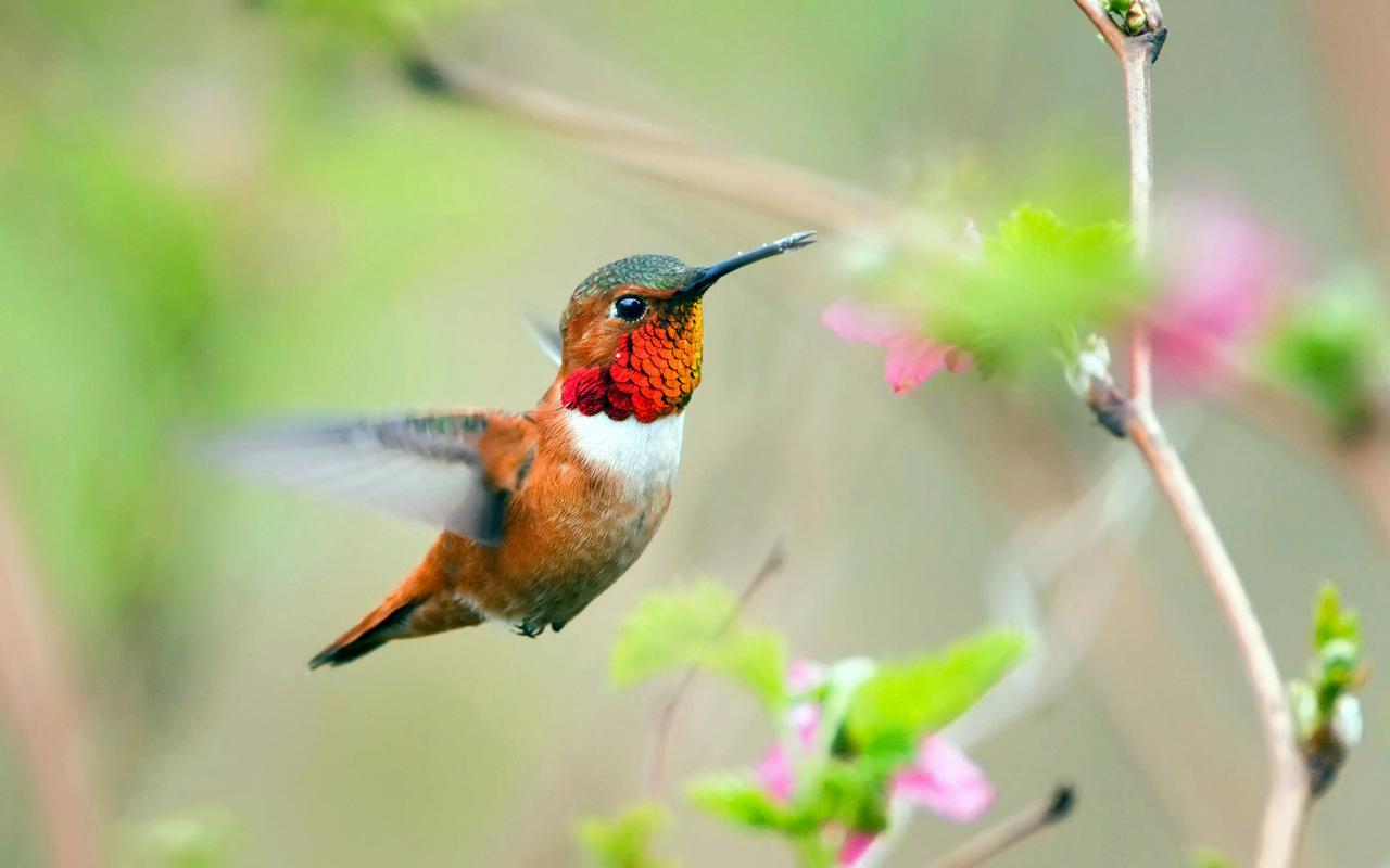 有关大自然鸟叫的优美唯美诗句的短句子（与鸟语共舞，悦享自然之美）