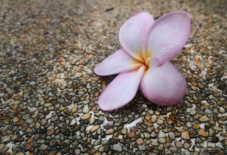 形容花落一地的诗句（春日景色）