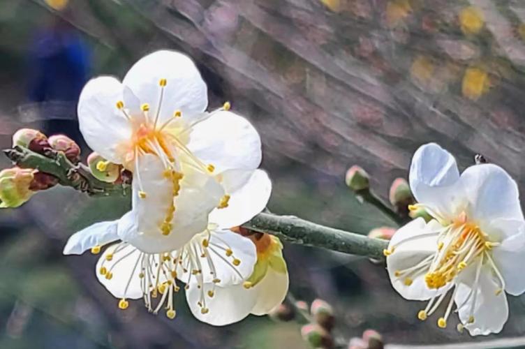 有关花的唯美短句温柔的句子简短（花语温柔——一篇以花的唯美短句温柔为主题的文章）