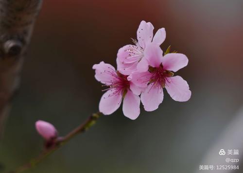 描写樱花的优美句子,诗,今晚要,急（樱花如此美丽——描写樱花的唯美短句）