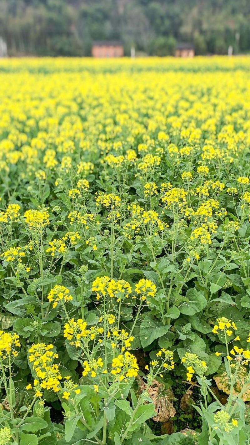 赞美油菜花的优美句子 古诗词（赞美油菜花的唯美诗句）