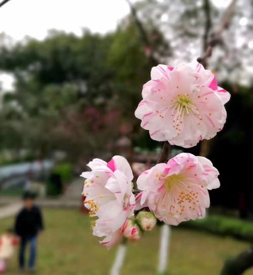 形容春天万物复苏的诗句有哪些（春日花开香满园）