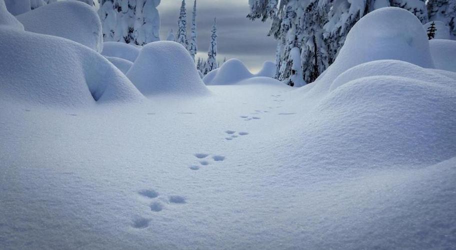 关于下雪惊艳的句子（白雪纷飞）