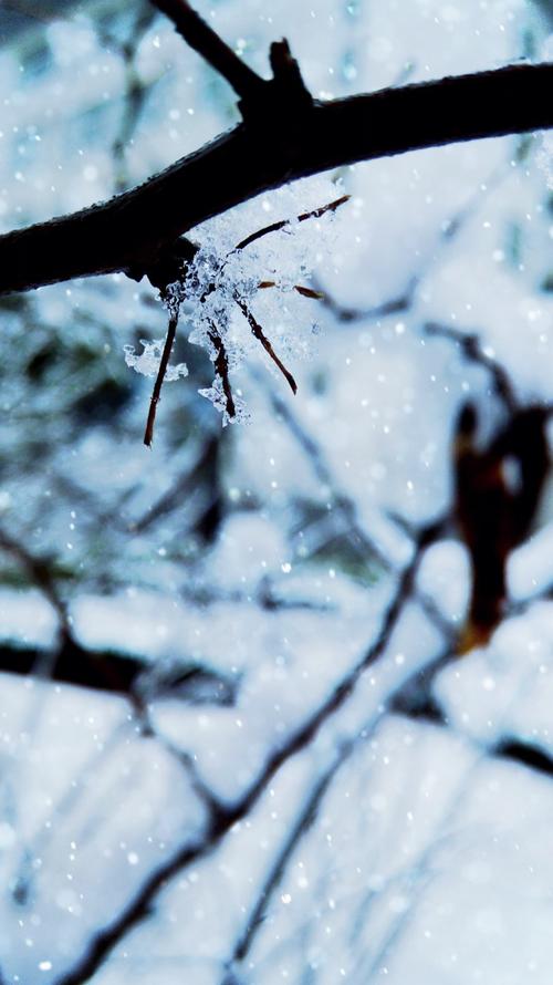 形容春雪的句子唯美诗句（花开花落，梦绵绵）