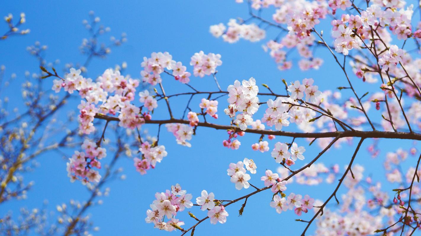 关于赞美桃花的句子（桃花仙境）