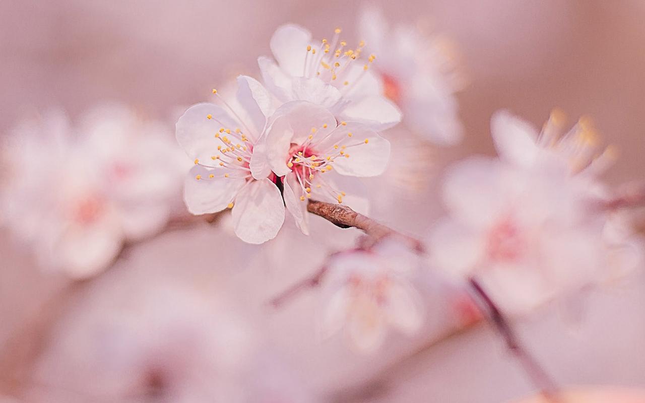 关于赞美桃花的句子（桃花仙境）