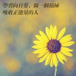 培训的经典句子（挥洒汗水，收获成长）