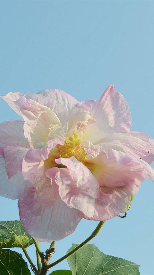 形容芙蓉花的唯美短句（芙蓉花的唯美诗句）