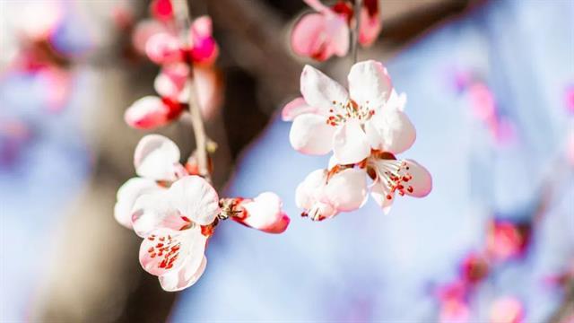 带春的诗词句飞花令（带有春字的唯美诗句飞花令）