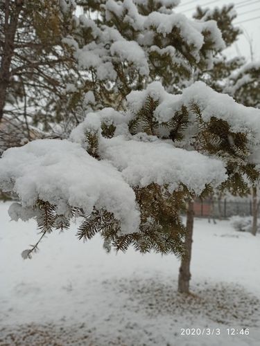 描写春雪的唯美短句（春雪之美——唯美诗句大全）