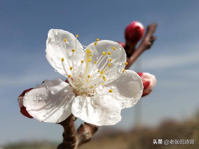 有关杏花的经典佳句（杏花时节，繁华绽放）