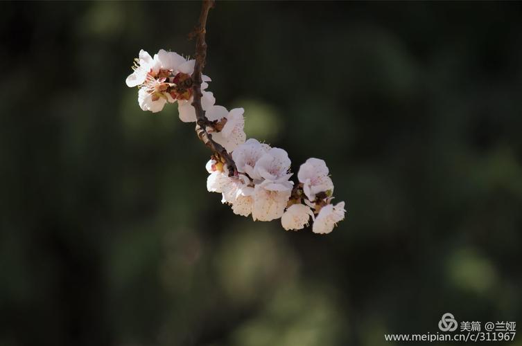 有关杏花的经典佳句（杏花时节，繁华绽放）