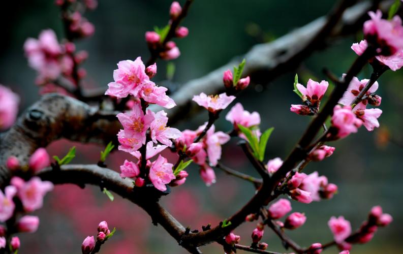 有关形容桃花的唯美唯美短句的句子有哪些（唯美短句，为你献上最美的桃花诗篇）