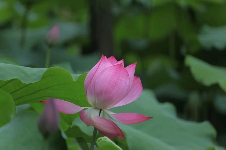 有关荷花的优美诗句（荷花诗意盎然——唯美古诗赏析）