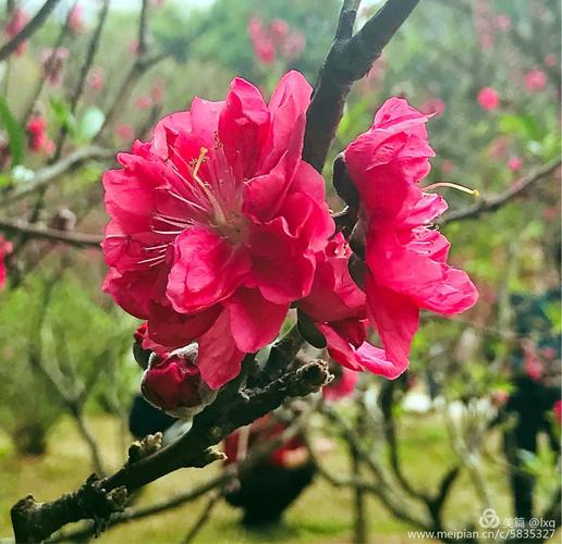 赞美桃花的诗句或名言（桃花，唯美诗意的象征）