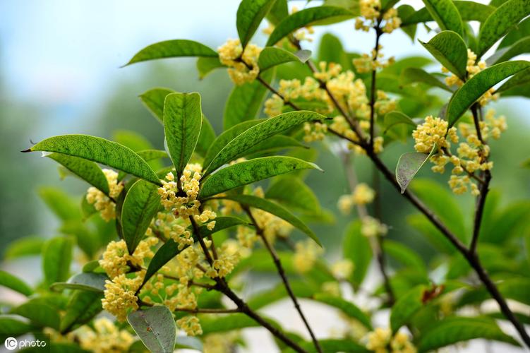 桂花花香的句子唯美短句（美好的记忆与幸福的心情）