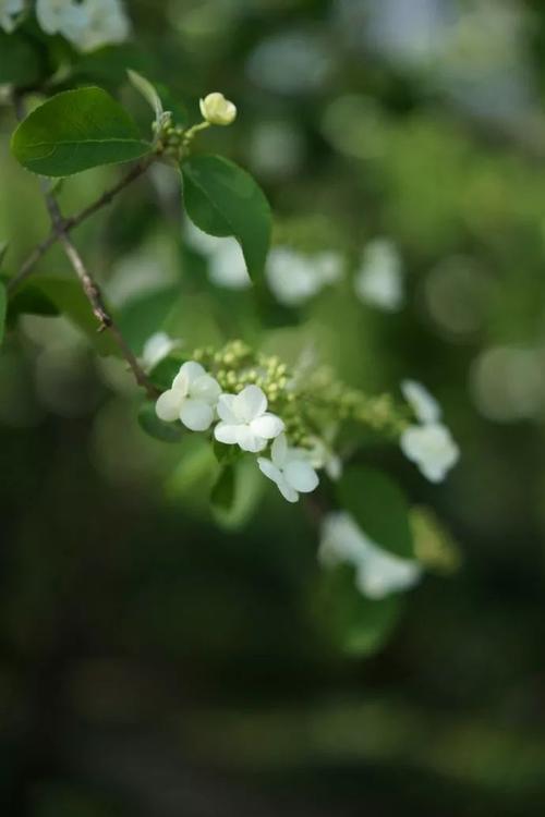 有关赞美琼花的唯美诗句的好句子（主题琼花凌霄绝世佳景）