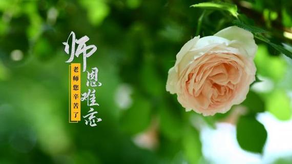 有关适合教师节的唯美诗句的句子简短（教师节赐我知识的恩泽——以唯美诗句为主题的散文）