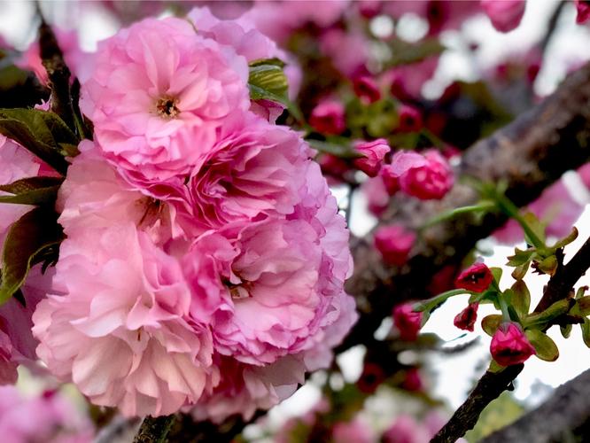 关于花开花谢的伤感说说（《花开花谢》——唯美短句盛宴）