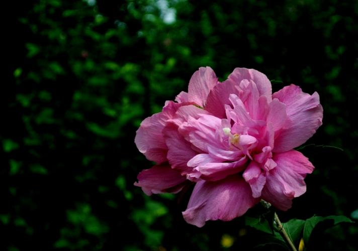 关于花开花谢的伤感说说（《花开花谢》——唯美短句盛宴）